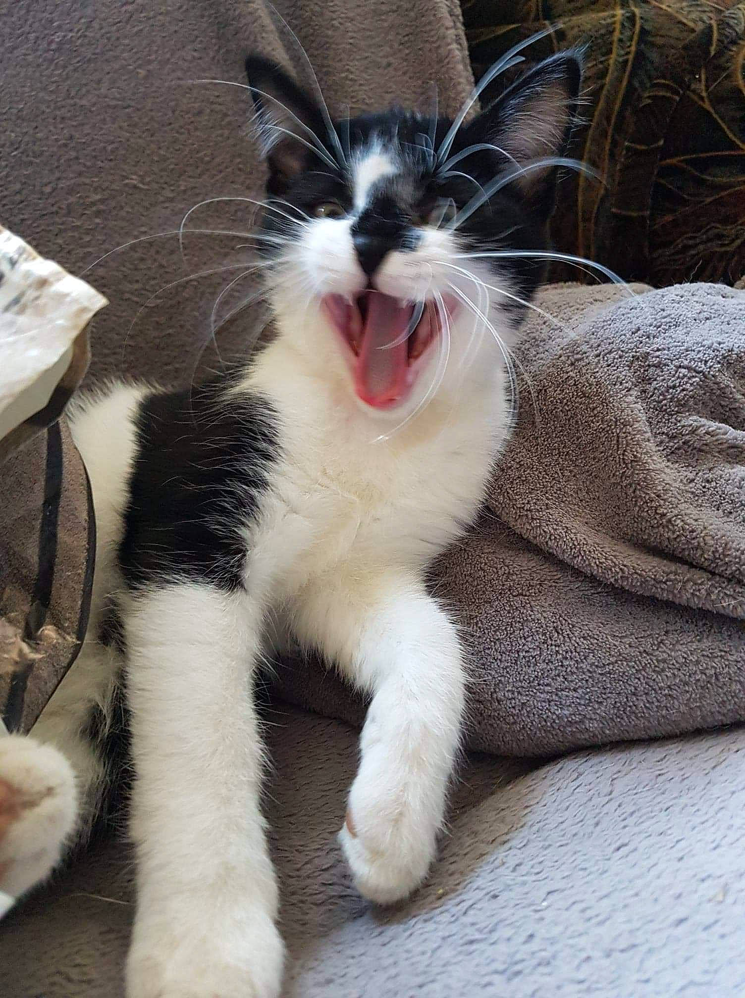 Yuri participe au concours pour gagner de l'argent avec cette photo : aegean_cat, american_wirehair, carnivore, cat, claw, domestic_short_haired_cat, ear, european_shorthair, facial_expression, felidae, fur, kitten, nose, paw, polydactyl_cat, small_to_medium_sized_cats, snout, tail, whiskers, yawn