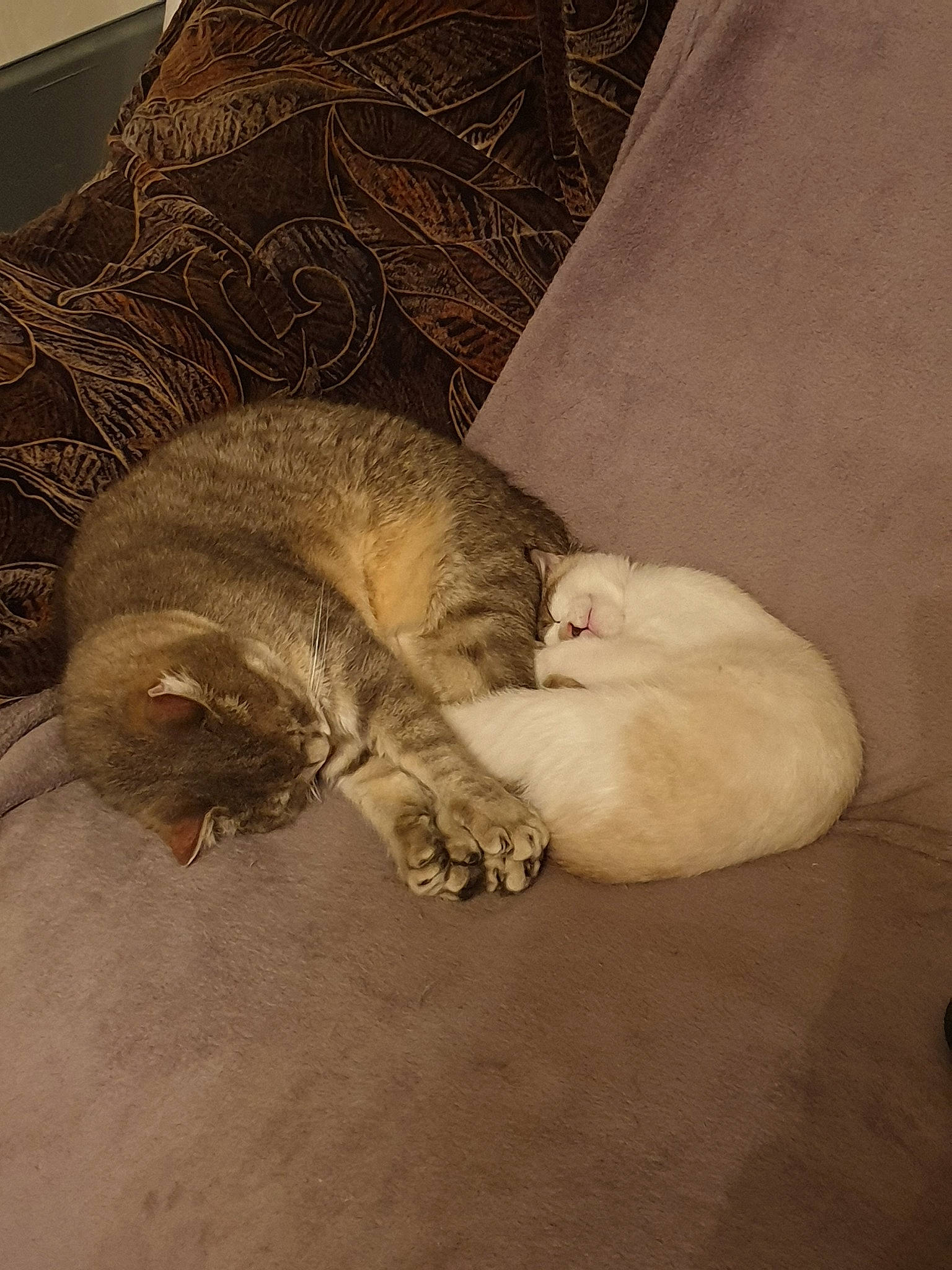 Kiki a rejoint le concours — aidez-le/la à gagner de superbes lots ! asian, carnivore, cat, domestic_short_haired_cat, ear, european_shorthair, fawn, felidae, fur, nap, paw, sleep, small_to_medium_sized_cats, snout, tail, whiskers