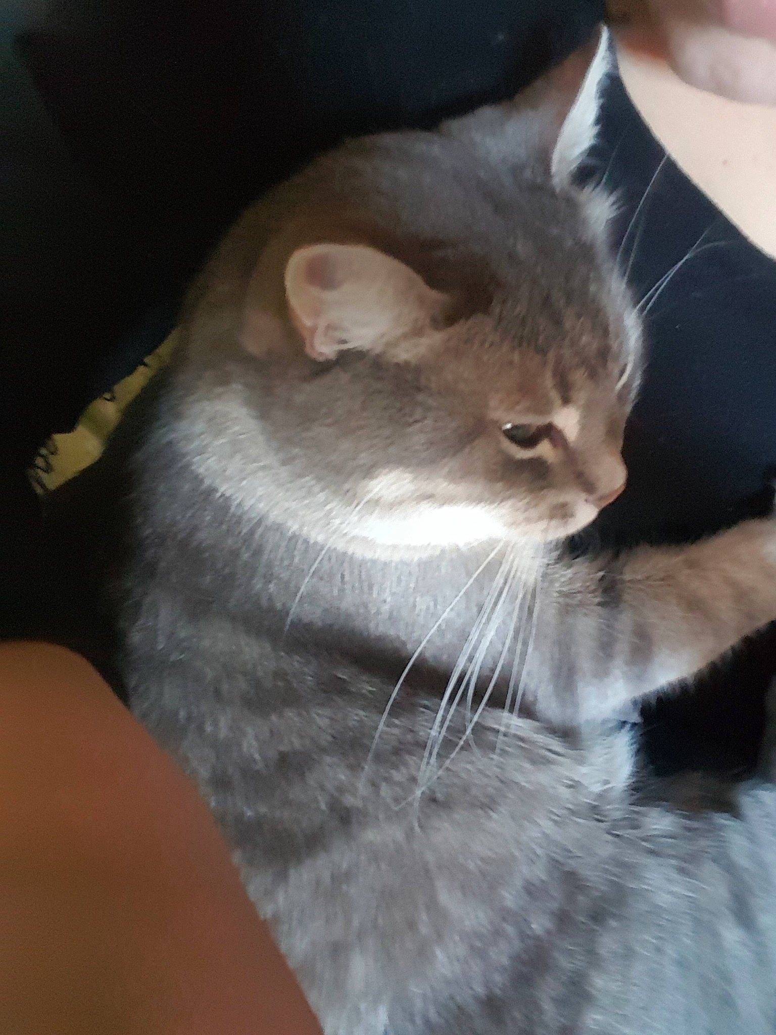 Kiki a rejoint le concours — aidez-le/la à gagner de superbes lots ! asian, burmilla, carnivore, cat, domestic_short_haired_cat, ear, fawn, felidae, kitten, mammal, oriental_longhair, singapura, small_to_medium_sized_cats, snout, whiskers