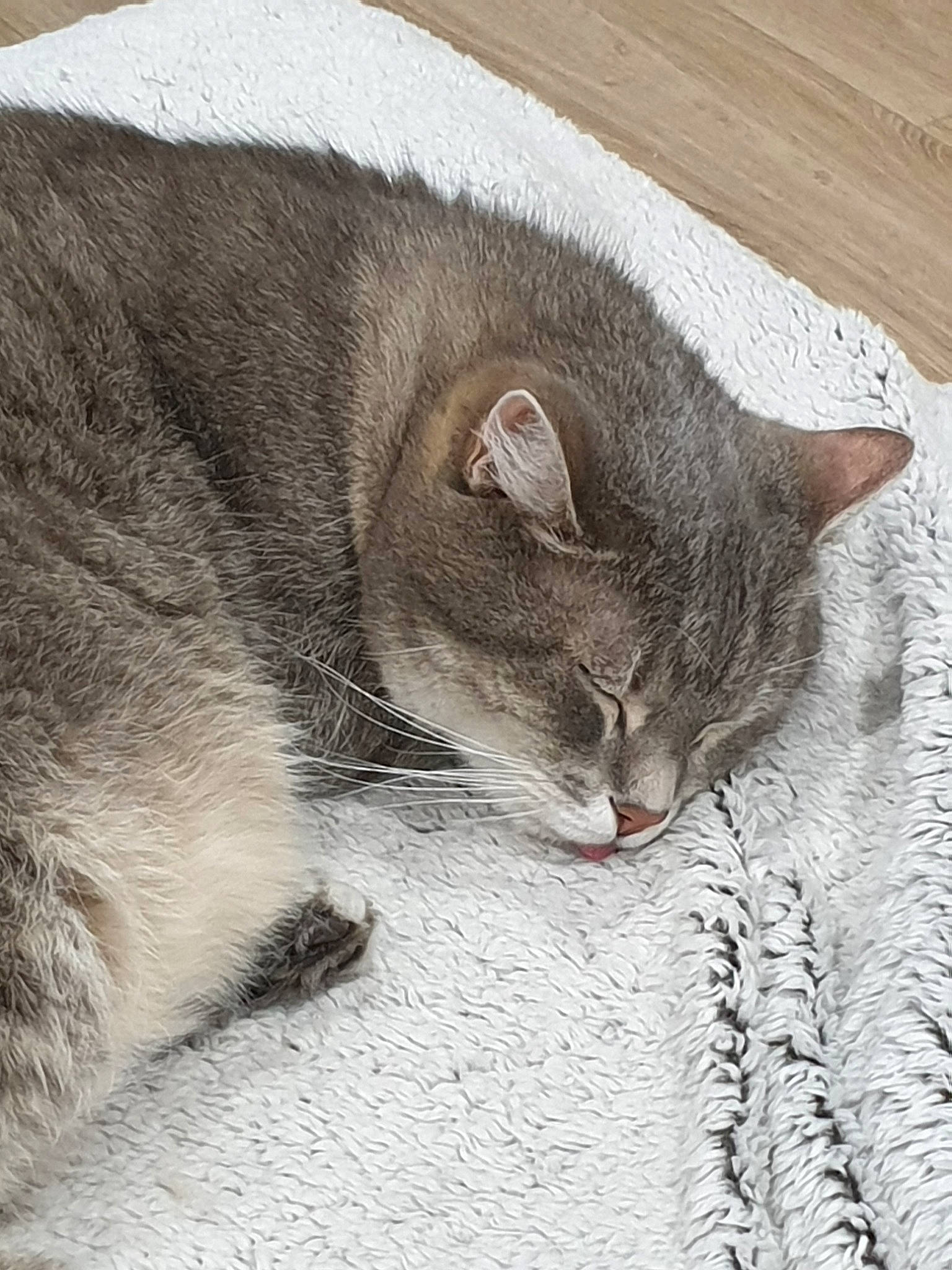 Kiki participe au concours pour gagner de l'argent avec cette photo : asian, british_shorthair, carnivore, cat, chartreux, domestic_short_haired_cat, ear, european_shorthair, felidae, fur, kitten, korat, mammal, nap, singapura, sleep, small_to_medium_sized_cats, snout, tabby_cat, whiskers