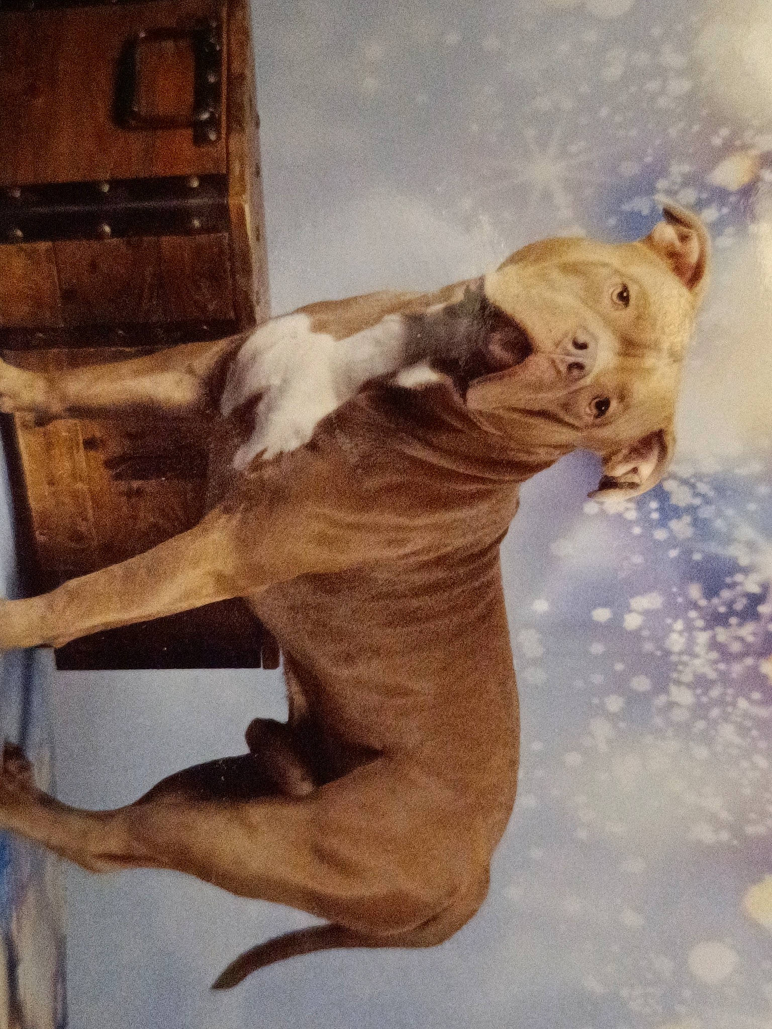 Sisko participe au concours pour gagner de l'argent avec cette photo : art, cabinetry, canidae, carnivore, companion_dog, dog, dog_breed, fawn, felidae, fur, liver, painting, snout, sporting_group, tail, terrestrial_animal, visual_arts, whiskers, wood, working_animal