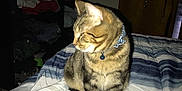 Brutus is registered to the contest to win money with this photo: american_shorthair, carnivore, cat, domestic_short_haired_cat, european_shorthair, felidae, small_to_medium_sized_cats, tabby_cat, whiskers