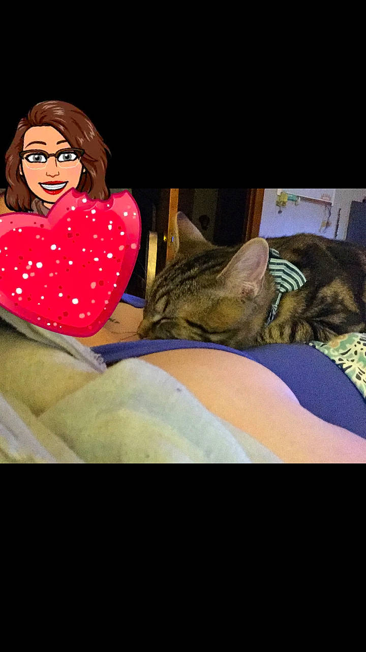 Brutus is registered to the contest to win money with this photo: carnivore, cat, fawn, felidae, headwear, interaction, joy, kitten, love, person, small_to_medium_sized_cats, whiskers