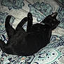 Binx is registered to the contest to win money with this photo: bed_sheet, black, black_cat, canidae, carnivore, cat, comfort, dog_breed, fawn, felidae, nap, non_sporting_group, small_to_medium_sized_cats, tail