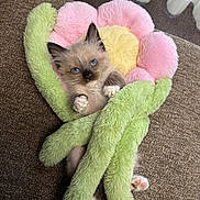 Ellie is registered to the contest to win money with this photo: adorable, animal, blue_eyes, cat, comfort, cozy, curious, cushion, cute, flower, fur, furry, indoor, kitten, paws, pet, plush, resting, small, soft