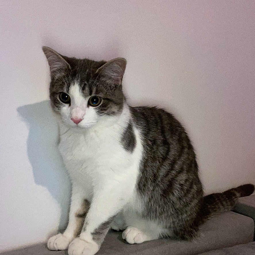 Simba