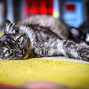 Willow a rejoint le concours — aidez-le/la à gagner de superbes lots ! cat, cats, tabby_cat, black_and_white_cat, feline, pet, animal, indoor, carpet, resting, relaxed, stretching, close_up, green_eyes, fur, whiskers, blurred_background, domestic_animal, cute, sleeping