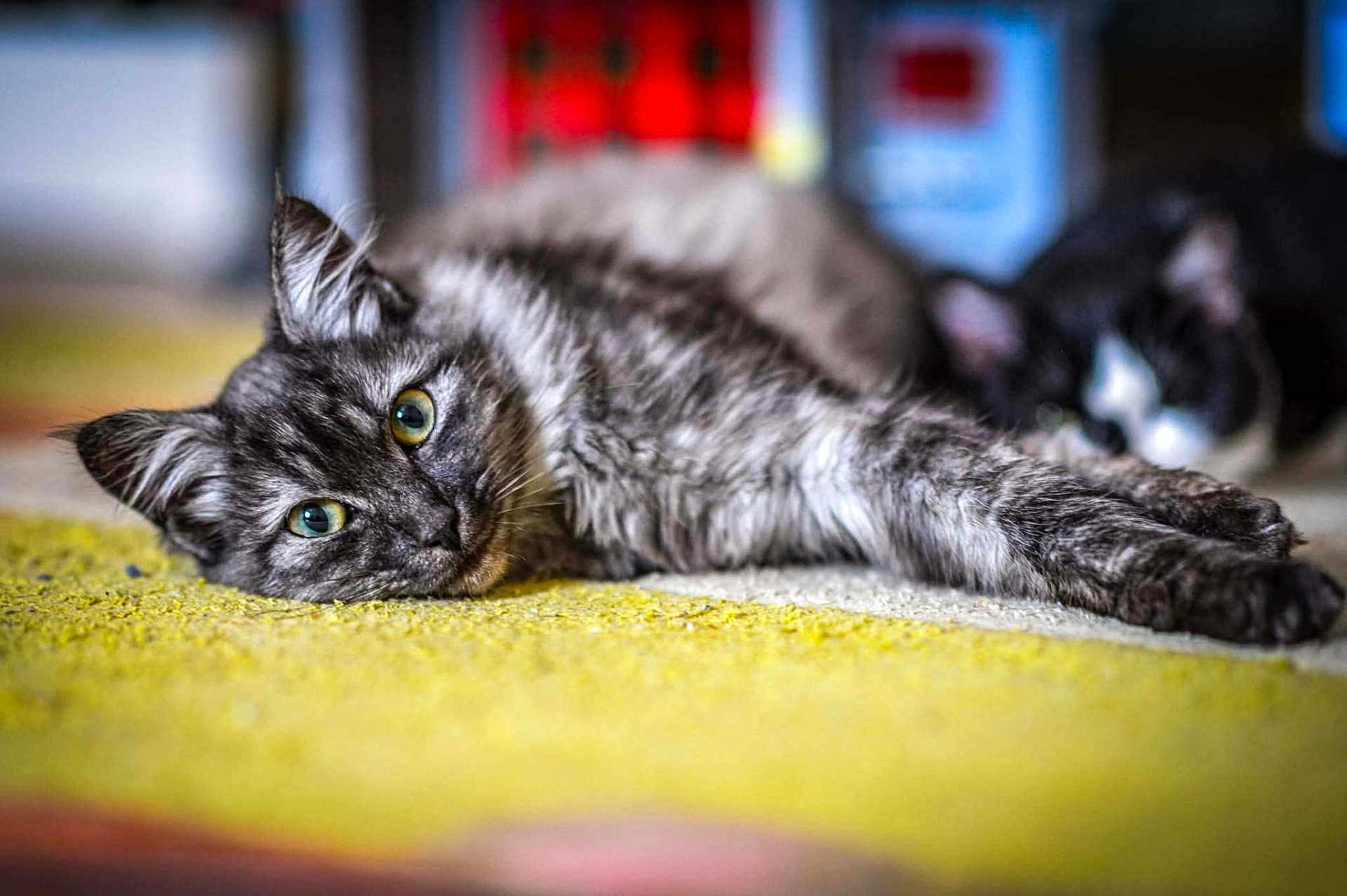 Willow a rejoint le concours — aidez-le/la à gagner de superbes lots ! cat, cats, tabby_cat, black_and_white_cat, feline, pet, animal, indoor, carpet, resting, relaxed, stretching, close_up, green_eyes, fur, whiskers, blurred_background, domestic_animal, cute, sleeping