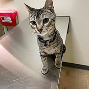 Chester is registered to the contest to win money with this photo: tabby_cat, cat, pet, animal, feline, collar, metal_table, veterinary_clinic, indoor, curious, looking_up, scratches, sterile, clinical, biohazard_container, floor, wall, ears_up, whiskers, small