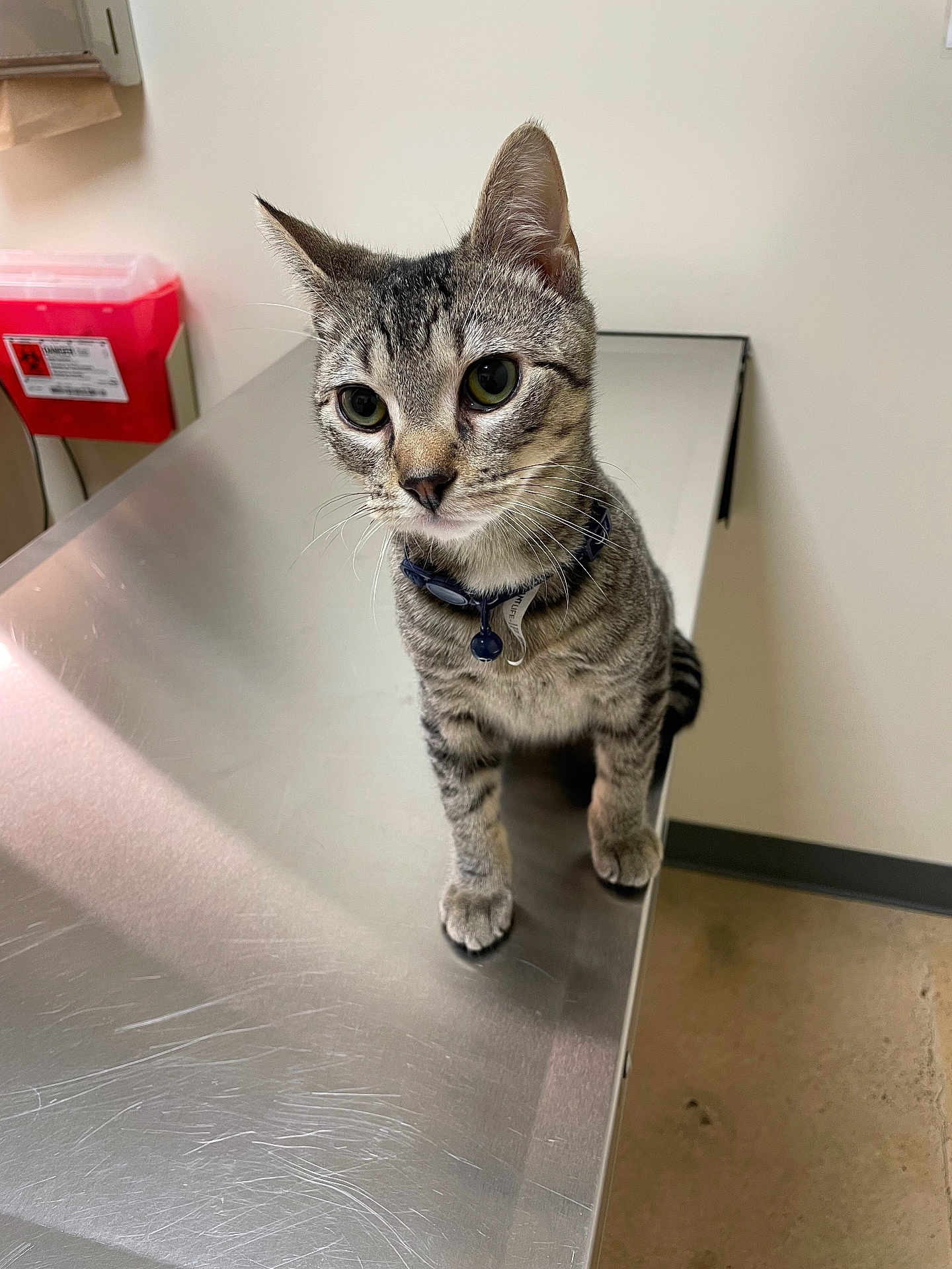 Chester is registered to the contest to win money with this photo: tabby_cat, cat, pet, animal, feline, collar, metal_table, veterinary_clinic, indoor, curious, looking_up, scratches, sterile, clinical, biohazard_container, floor, wall, ears_up, whiskers, small