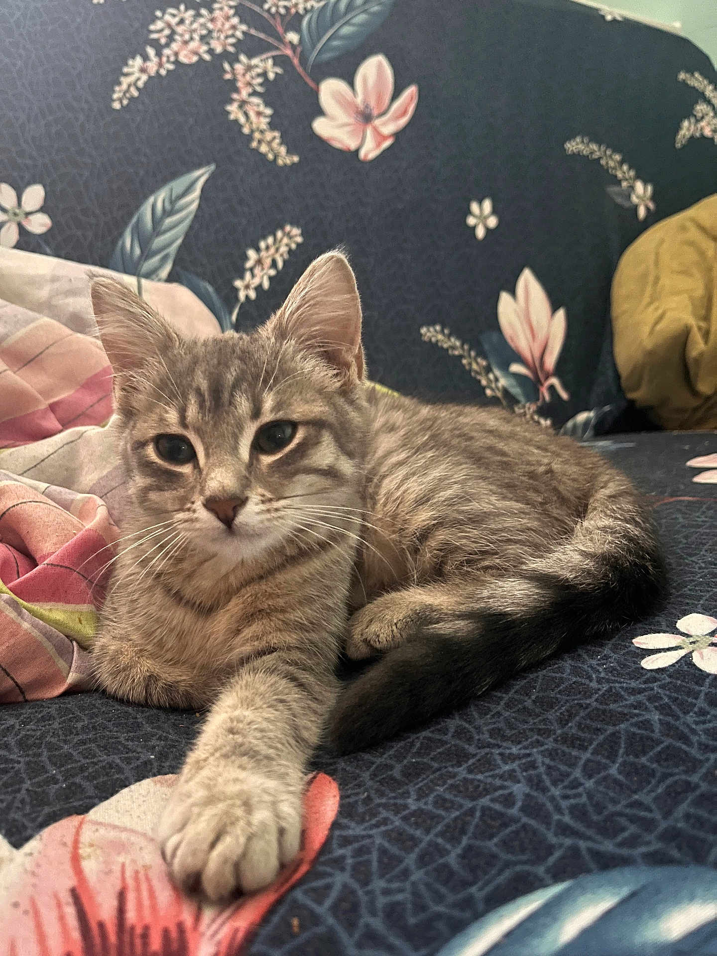 Nala