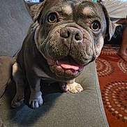 Brock is registered to the contest to win money with this photo: bulldog, dog, pet, close_up, couch, indoor, carpet, person, living_room, animal, face, tongue, paw, expression, seated, brown, fur, cute, smiling, happy