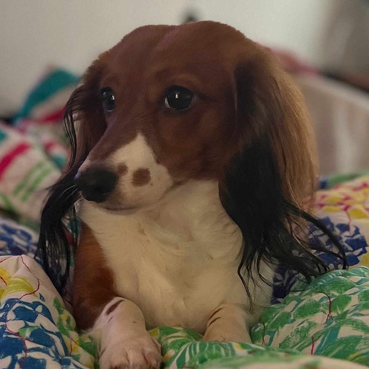 Vienna joined the competition — help win amazing prizes! canidae, carnivore, companion_dog, dog, dog_breed, dog_supply, fur, liver, mammal, pattern, snout, spaniel, sporting_group, terrestrial_animal, whiskers, working_animal