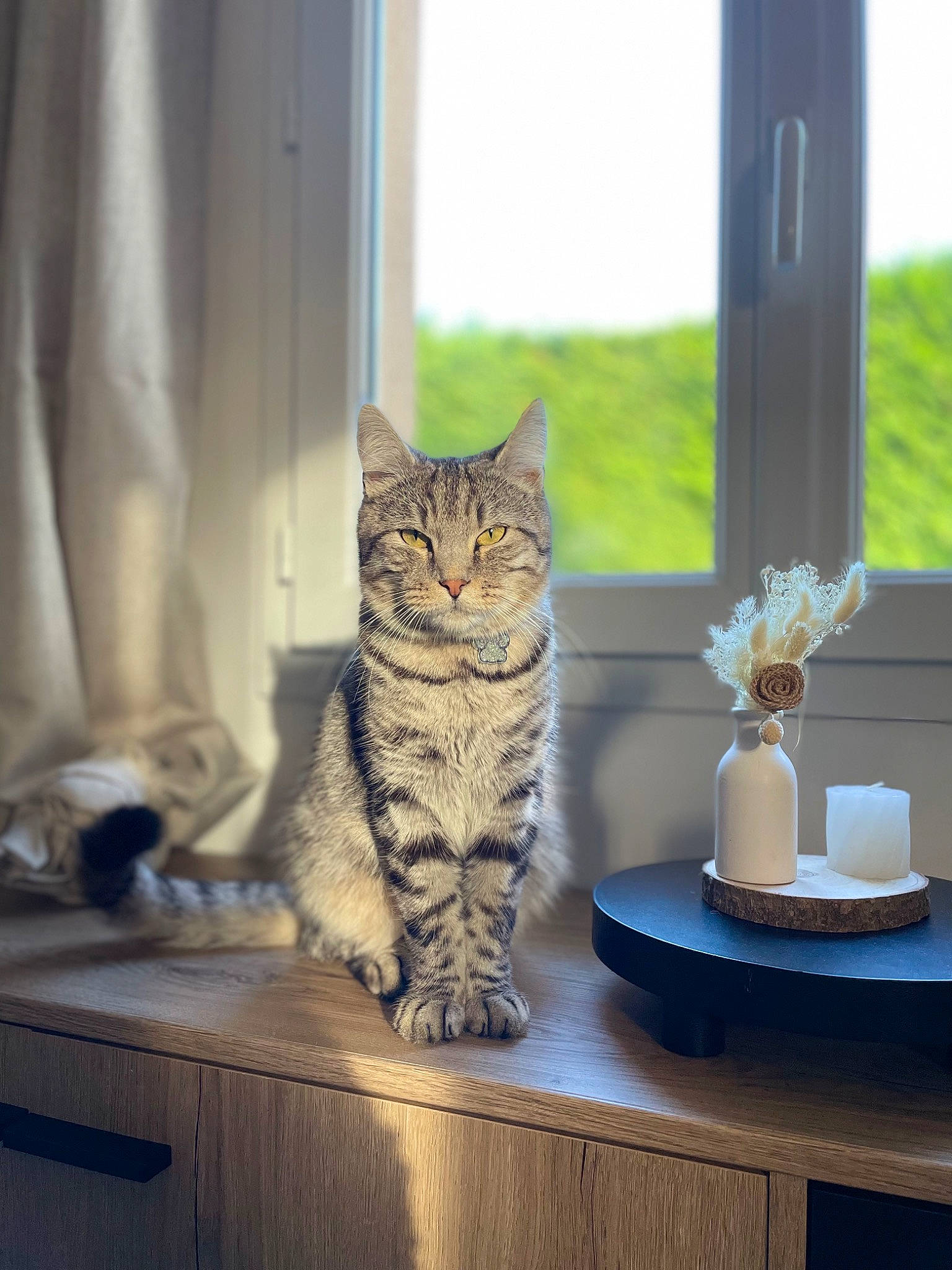 Mooky participe au concours pour gagner de l'argent avec cette photo : carnivore, cat, cat_supply, curtain, domestic_short_haired_cat, felidae, flowerpot, fur, interior_design, plant, room, serveware, small_to_medium_sized_cats, table, tableware, tail, whiskers, window, window_covering, wood