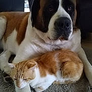 Tiffany participe au concours pour gagner de l'argent avec cette photo : animal, beagle, boxer, bulldog, canine, cat, chair, couch, dog, furniture, homedecor, hound, kitten, manx, person, pet, pitbull, puppy, saintbernard, sleeping