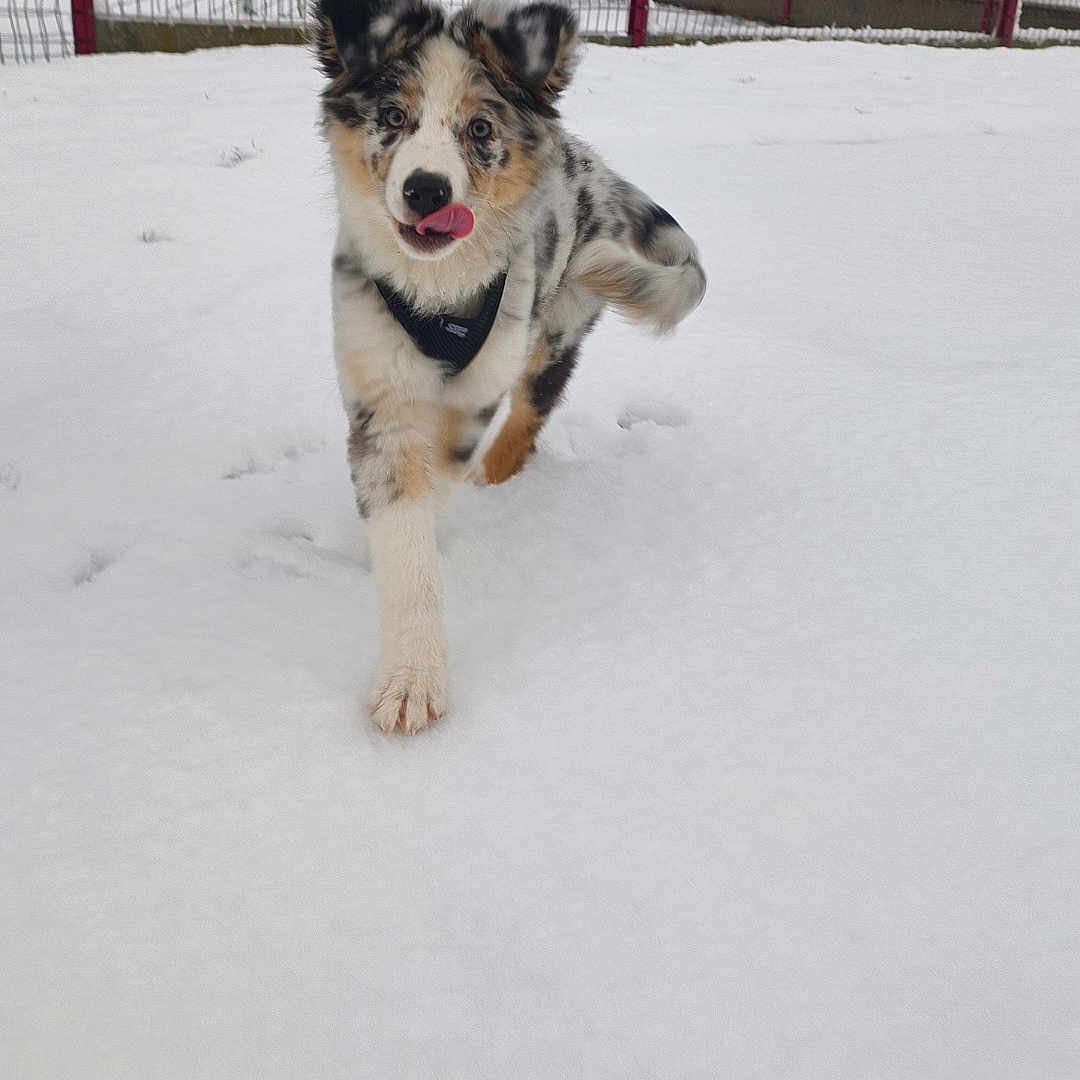 Chanel a rejoint le concours — aidez-le/la à gagner de superbes lots ! accessories, animal, ball, canine, collie, dog, eskimodog, fence, football, husky, nature, outdoors, person, pet, playarea, puppy, snow, soccer, soccerball, strap