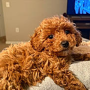 Ginger joined the competition — help win amazing prizes! adorable, animal, blanket, brown, close_up, companion, couch, cozy, curly_fur, cute, dog, domestic_animal, fur, indoor, looking, mammal, pet, puppy, relaxed, soft_surface