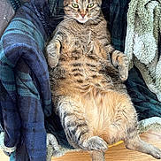 Tina a rejoint le concours — aidez-le/la à gagner de superbes lots ! cat, tabby_cat, feline, pet, indoor, relaxed, cozy, blanket, chair, fur, whiskers, green_eyes, wood_floor, domestic_animal, animal, cute, resting, plush, comfortable, lazy