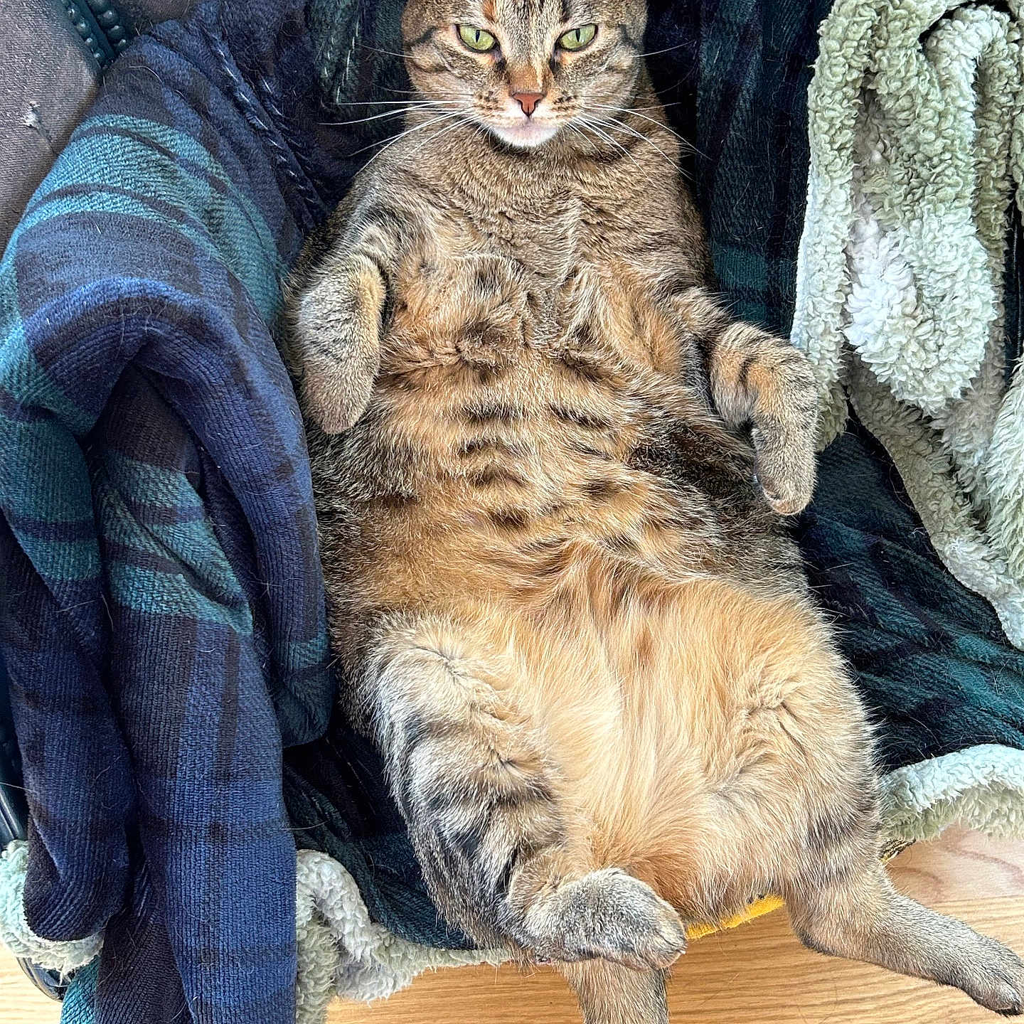 Tina a rejoint le concours — aidez-le/la à gagner de superbes lots ! animal, blanket, cat, chair, comfortable, cozy, cute, domestic_animal, feline, fur, green_eyes, indoor, lazy, pet, plush, relaxed, resting, tabby_cat, whiskers, wood_floor