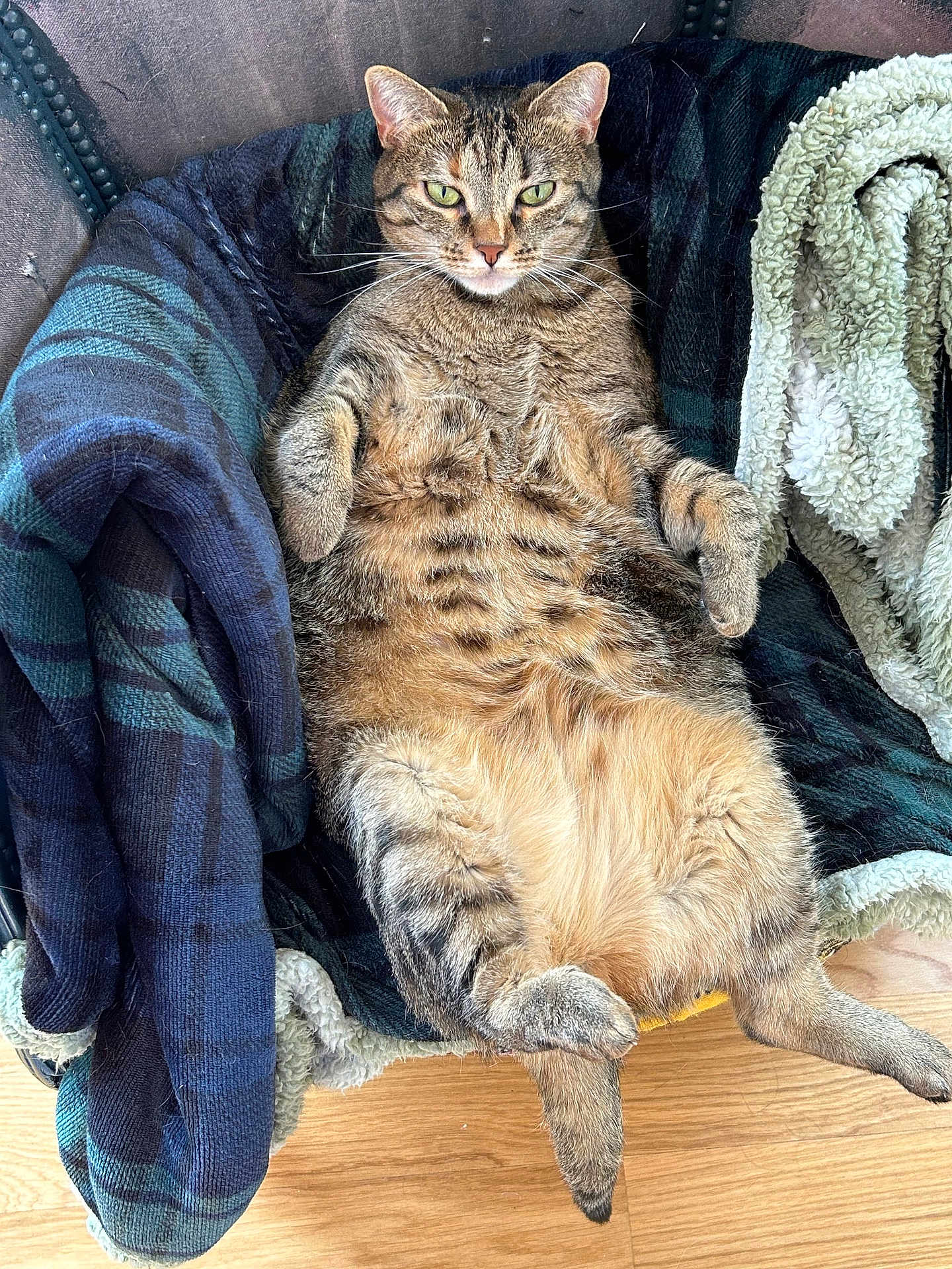 Tina a rejoint le concours — aidez-le/la à gagner de superbes lots ! cat, tabby_cat, feline, pet, indoor, relaxed, cozy, blanket, chair, fur, whiskers, green_eyes, wood_floor, domestic_animal, animal, cute, resting, plush, comfortable, lazy