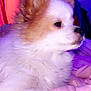 dog, puppy, fluffy, white, tan, pet, indoor, blanket, soft, fur, animal, cute, resting, side_view, cozy, bedroom, purple_light, pink_blanket, closeup, calm