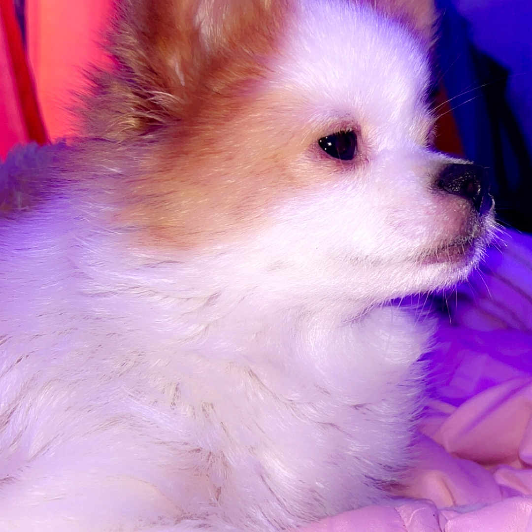 Lilly joined the competition — help win amazing prizes! animal, bedroom, blanket, calm, closeup, cozy, cute, dog, fluffy, fur, indoor, pet, pink_blanket, puppy, purple_light, resting, side_view, soft, tan, white