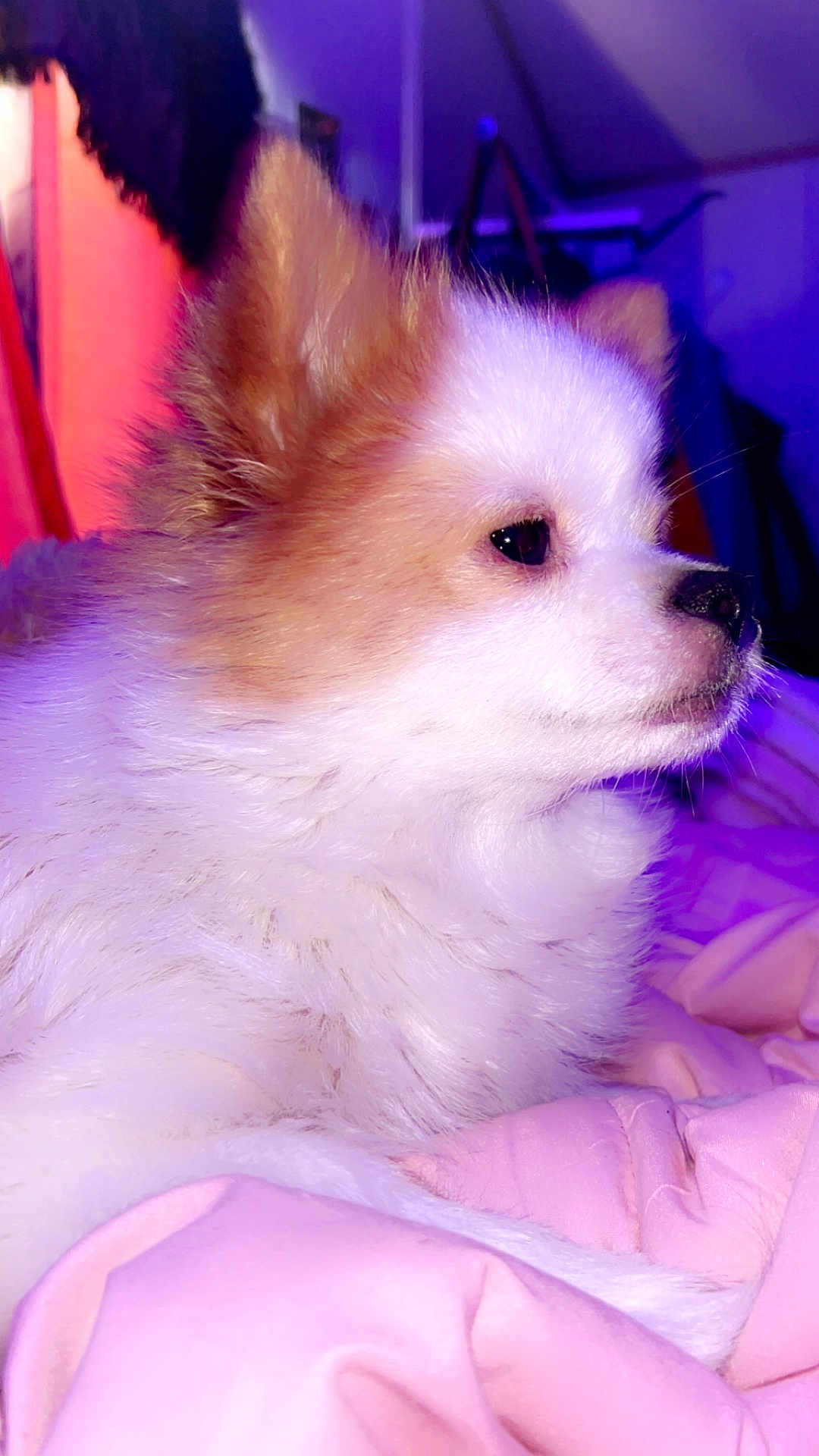 Lilly