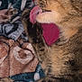 cat, tabby, tongue, paw, grooming, close_up, feline, whiskers, sleepy, cozy, blanket, soft, fur, pet, domestic_animal, cute, relaxed, indoor, animal, mammal