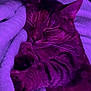 cat, tabby, sleeping, paws, blanket, cozy, pet, fur, whiskers, indoor, purple_light, relaxing, cute, animal, domestic_cat, resting, soft_texture, closeup, nap, comfort
