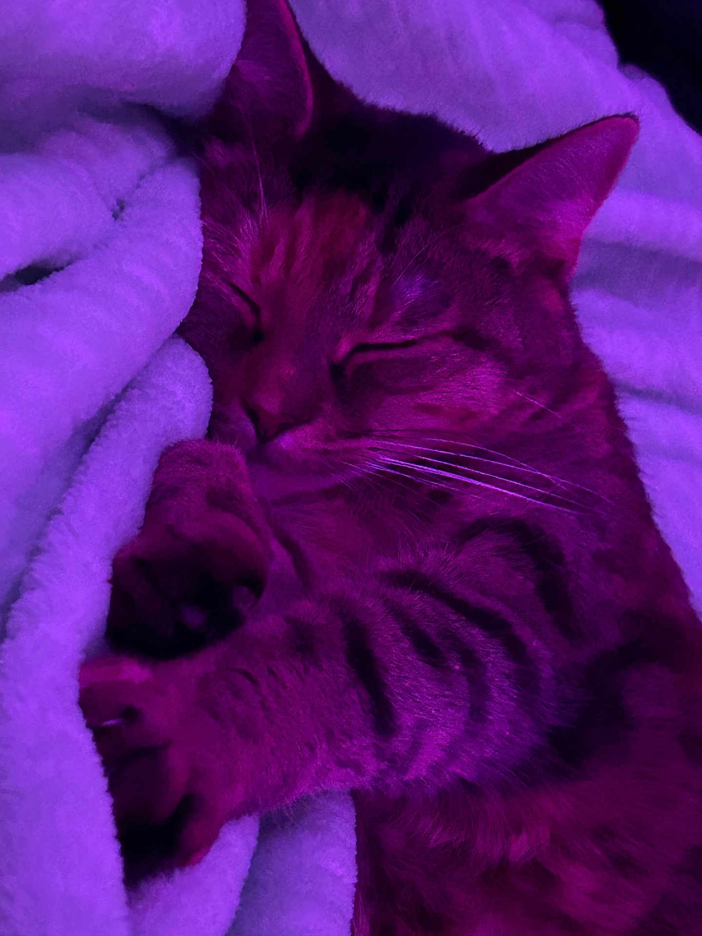 Trixi