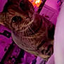 cat, tabby, indoor, purple_lighting, whiskers, close_up, curious, pet, feline, cozy, bedroom, blanket, furniture, screen, warm_light, night, domestic_animal, cute, animal, portrait