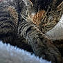 cat, tabby, sleeping, fur, paw, closeup, cozy, blanket, soft, resting, pet, animal, whiskers, cute, domestic, feline, relaxing, indoor, nap, peaceful