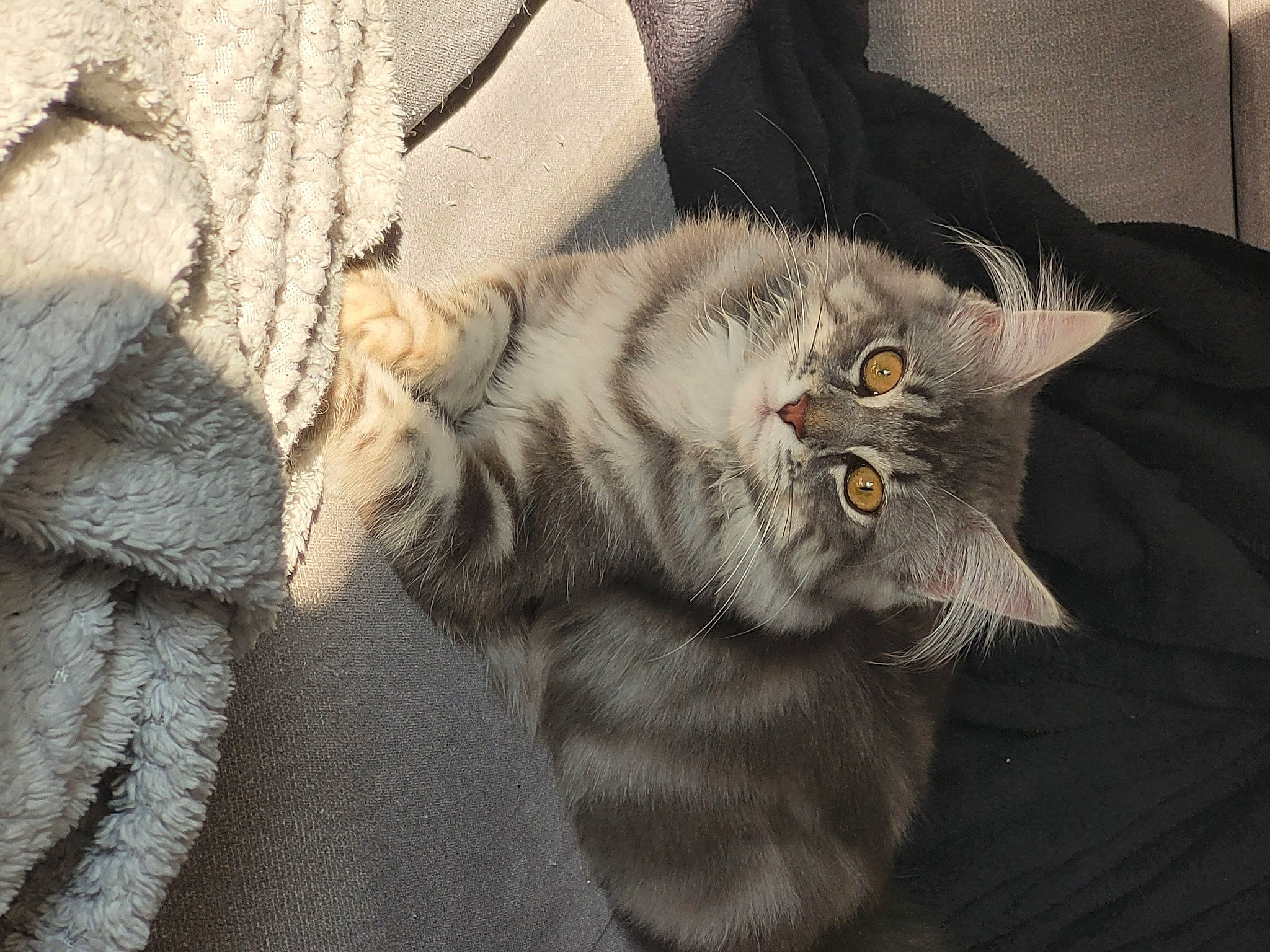 Thalia a rejoint le concours — aidez-le/la à gagner de superbes lots ! carnivore, cat, claw, comfort, couch, domestic_short_haired_cat, fawn, felidae, fur, grey, paw, small_to_medium_sized_cats, snout, tail, whiskers, wood