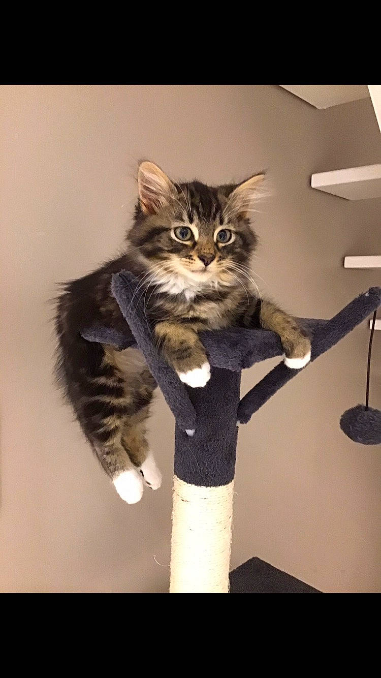 Rio a rejoint le concours — aidez-le/la à gagner de superbes lots ! carnivore, cat, domestic_short_haired_cat, dragon_li, european_shorthair, felidae, fur, kitten, maine_coon, mammal, norwegian_forest_cat, pixie_bob, small_to_medium_sized_cats, tabby_cat, tail, whiskers