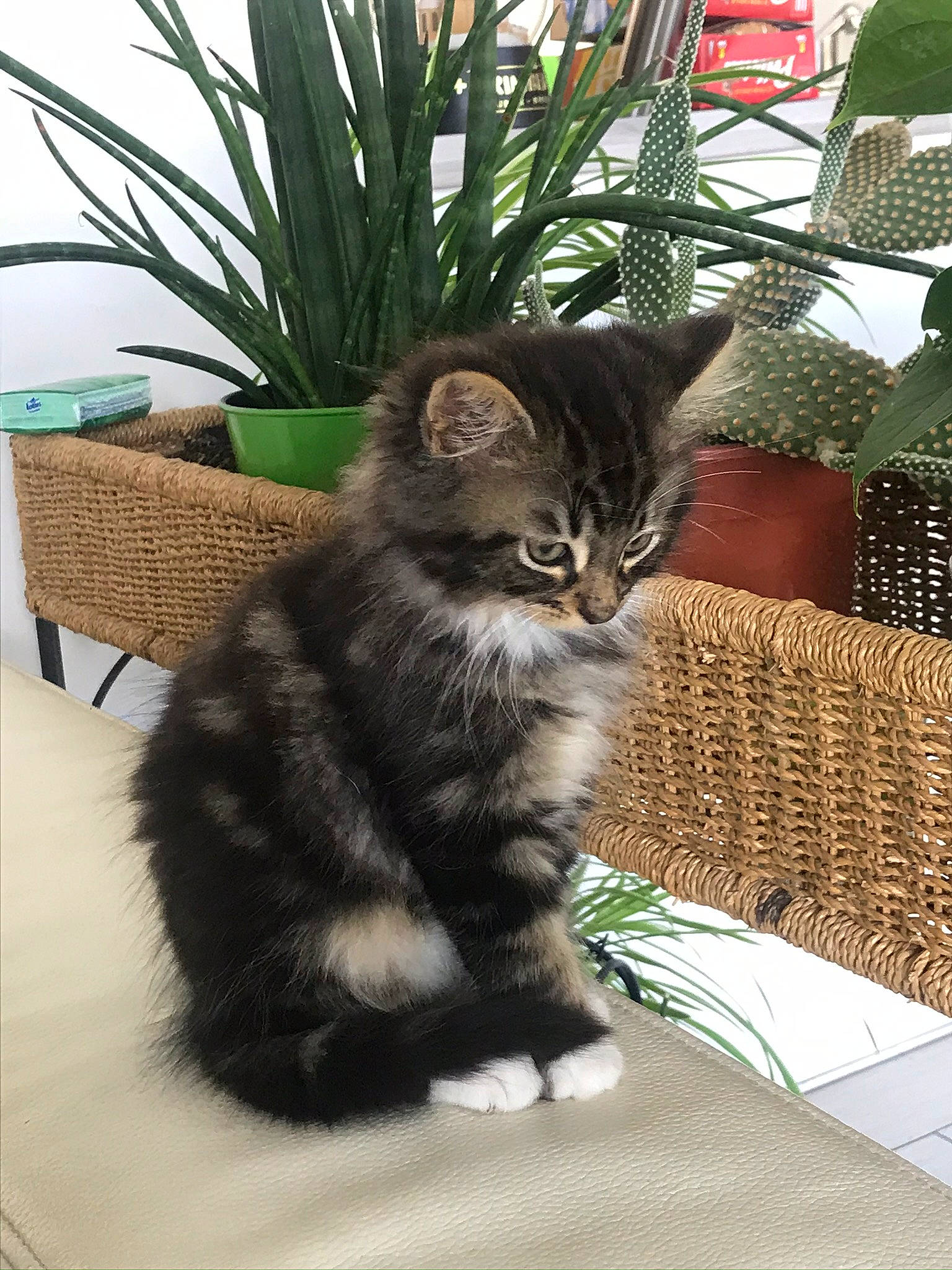 Rio a rejoint le concours — aidez-le/la à gagner de superbes lots ! american_shorthair, asian, asian_semi_longhair, carnivore, cat, cymric, domestic_long_haired_cat, domestic_short_haired_cat, european_shorthair, felidae, kitten, kurilian_bobtail, maine_coon, mammal, norwegian_forest_cat, plant, siberian, small_to_medium_sized_cats, tabby_cat, whiskers