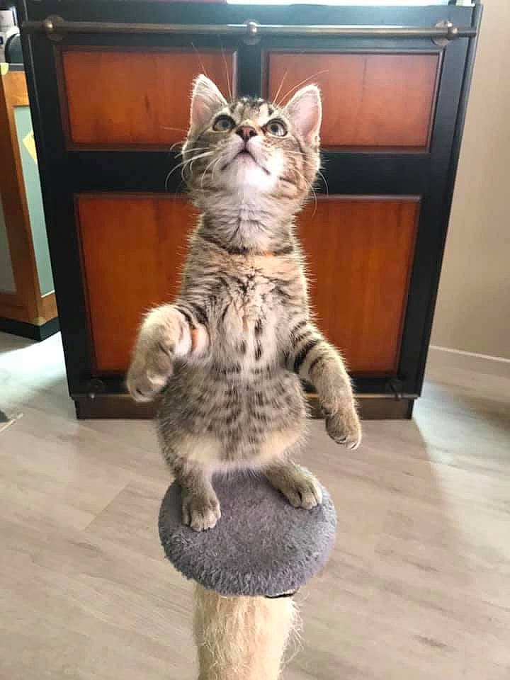 Nikyta a rejoint le concours — aidez-le/la à gagner de superbes lots ! american_curl, american_shorthair, asian, california_spangled, carnivore, cat, domestic_short_haired_cat, dragon_li, egyptian_mau, european_shorthair, felidae, kitten, mammal, ocicat, pixie_bob, small_to_medium_sized_cats, tabby_cat, tail, vertebrate, whiskers