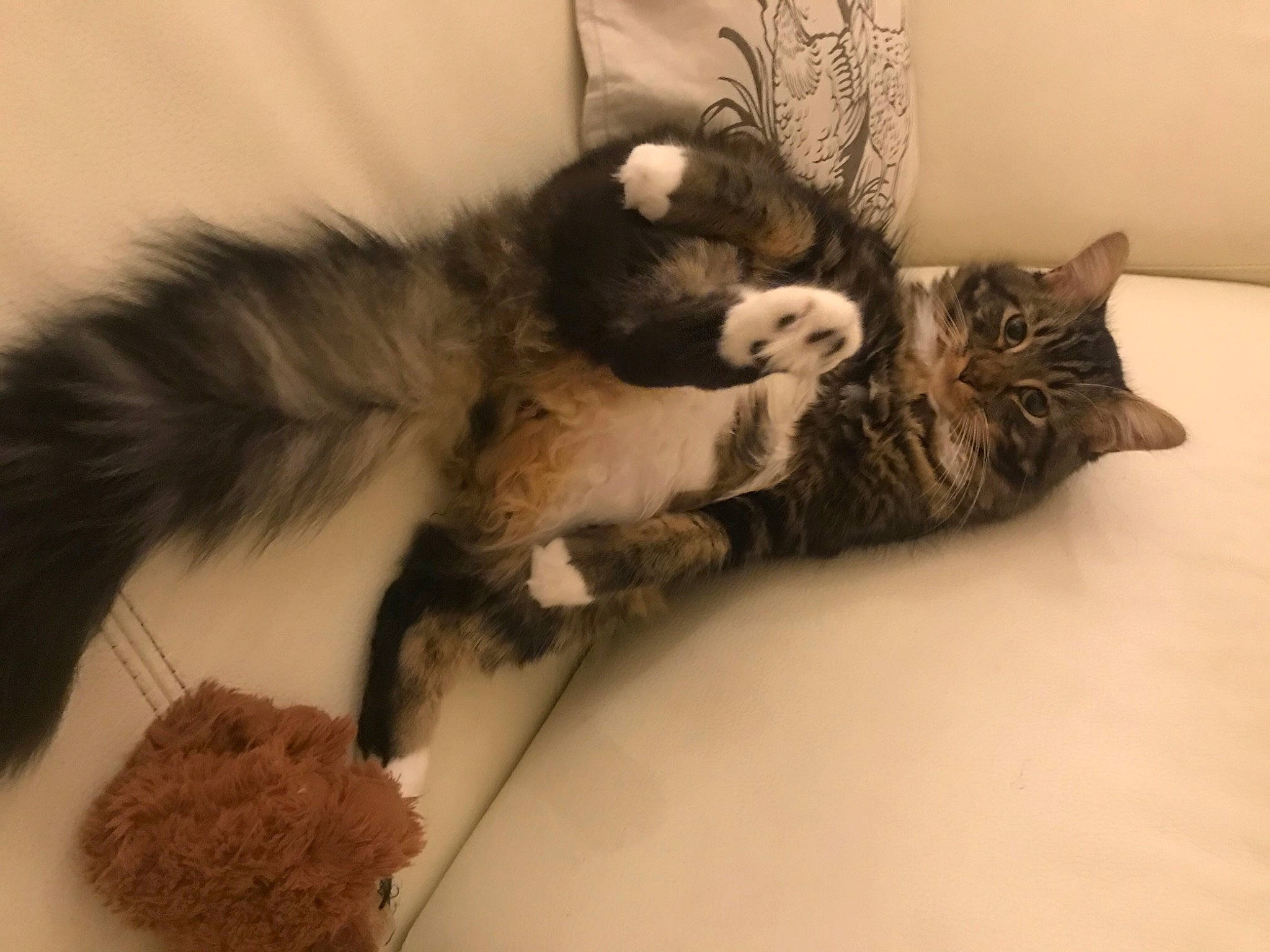 Rio De Granville a rejoint le concours — aidez-le/la à gagner de superbes lots ! carnivore, cat, claw, domestic_long_haired_cat, domestic_short_haired_cat, european_shorthair, felidae, fur, kitten, maine_coon, mammal, nap, norwegian_forest_cat, paw, polydactyl_cat, ragamuffin, siberian, small_to_medium_sized_cats, tail, whiskers