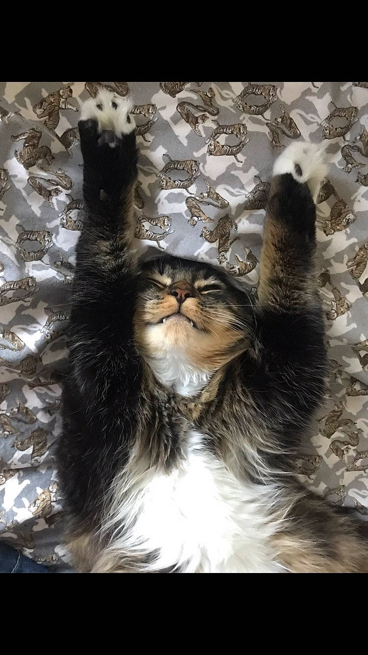 Rio De Granville a rejoint le concours — aidez-le/la à gagner de superbes lots ! carnivore, cat, domestic_long_haired_cat, felidae, fur, maine_coon, norwegian_forest_cat, photo_caption, photography, small_to_medium_sized_cats, smile, whiskers