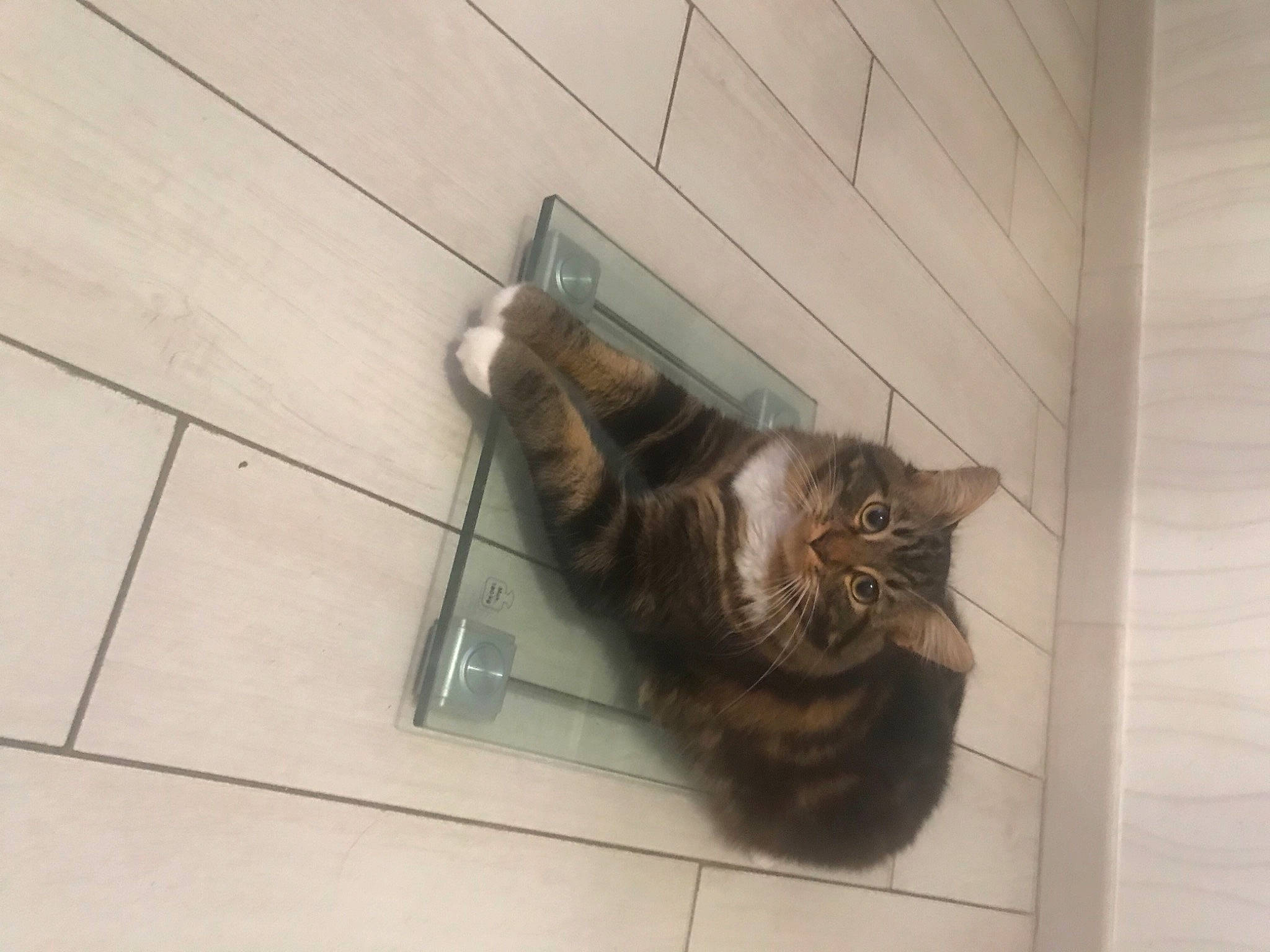 Rio De Granville participe au concours pour gagner de l'argent avec cette photo : carnivore, cat, domestic_long_haired_cat, domestic_short_haired_cat, ear, european_shorthair, felidae, fur, kitten, maine_coon, norwegian_forest_cat, small_to_medium_sized_cats, tabby_cat, tail, tile, whiskers