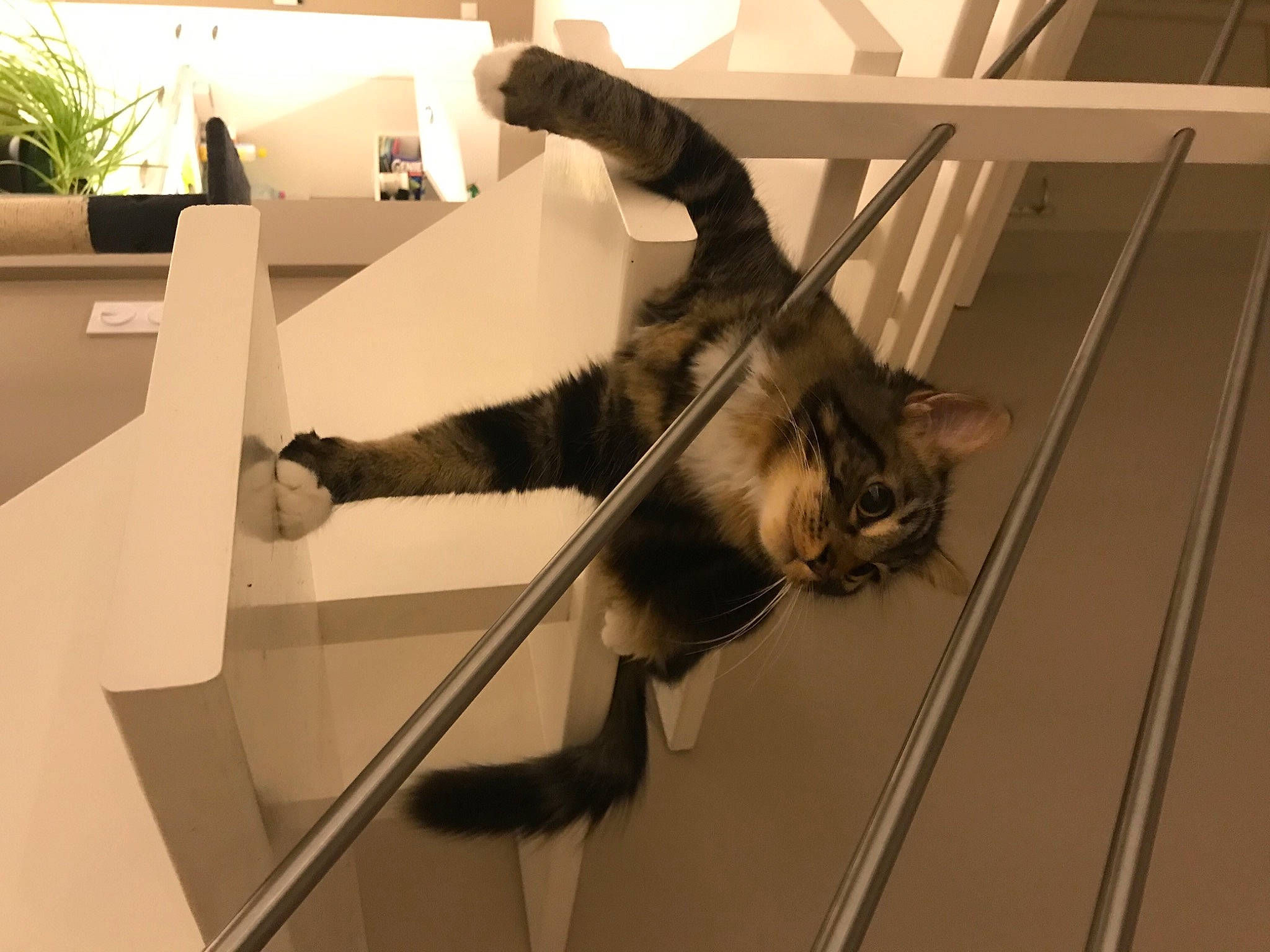 Rio a rejoint le concours — aidez-le/la à gagner de superbes lots ! carnivore, cat, domestic_short_haired_cat, felidae, kitten, small_to_medium_sized_cats, tail