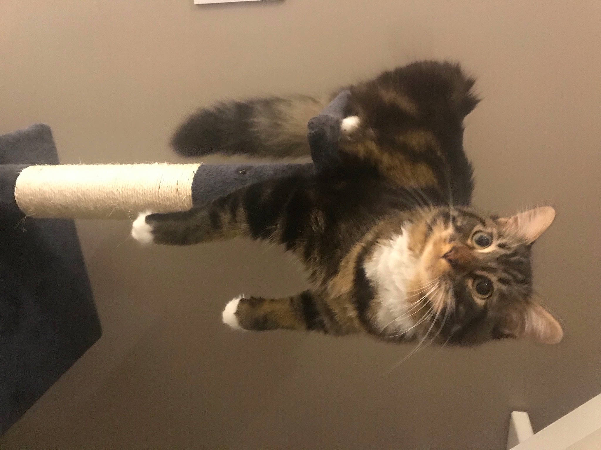 Rio participe au concours pour gagner de l'argent avec cette photo : carnivore, cat, domestic_long_haired_cat, domestic_short_haired_cat, european_shorthair, felidae, fur, kitten, maine_coon, norwegian_forest_cat, paw, polydactyl_cat, siberian, small_to_medium_sized_cats, tabby_cat, tail, whiskers