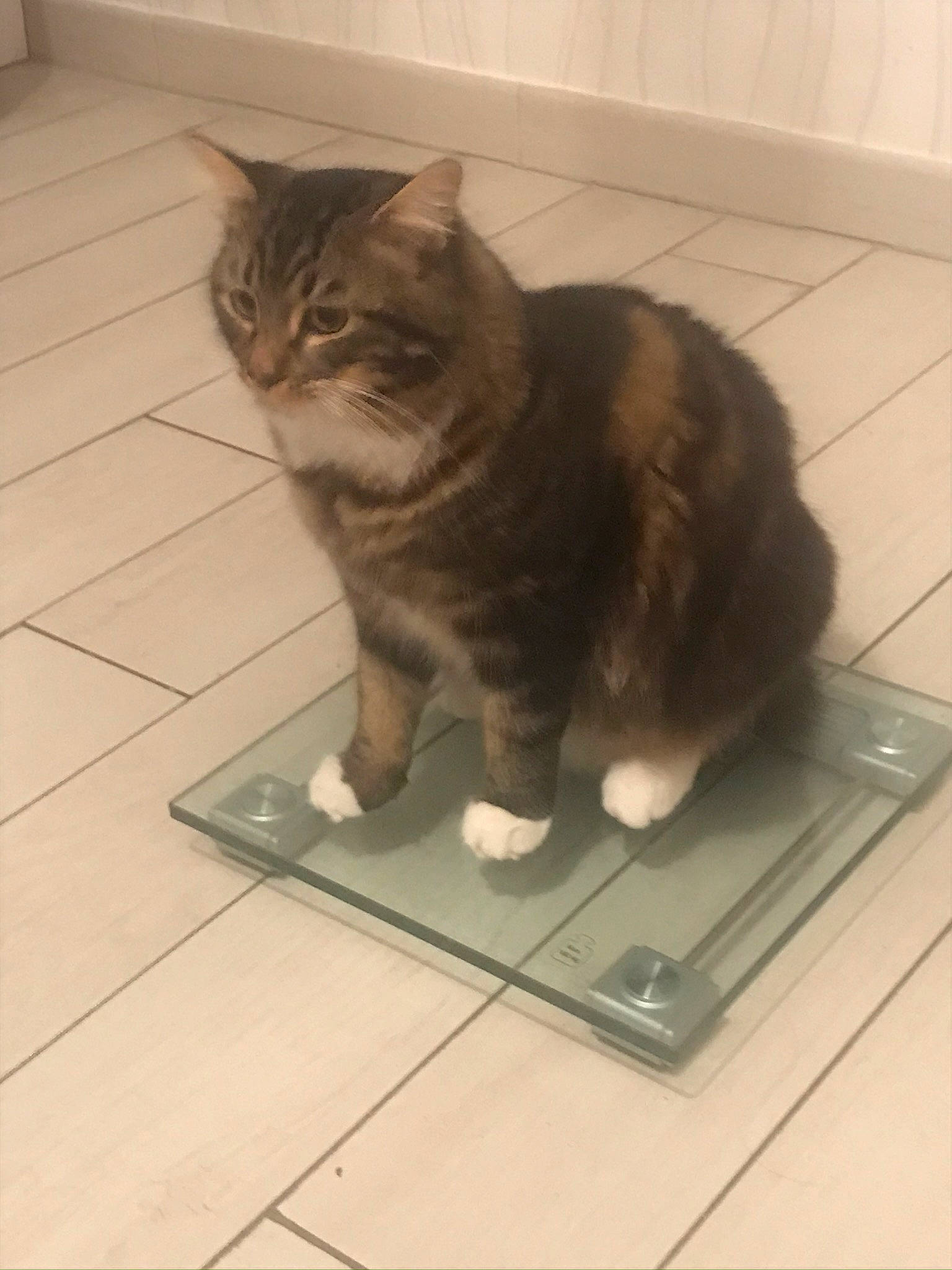 Rio a rejoint le concours — aidez-le/la à gagner de superbes lots ! carnivore, cat, cymric, domestic_long_haired_cat, domestic_short_haired_cat, european_shorthair, felidae, floor, flooring, fur, kurilian_bobtail, maine_coon, mammal, norwegian_forest_cat, polydactyl_cat, small_to_medium_sized_cats, tabby_cat, tail, tile, whiskers