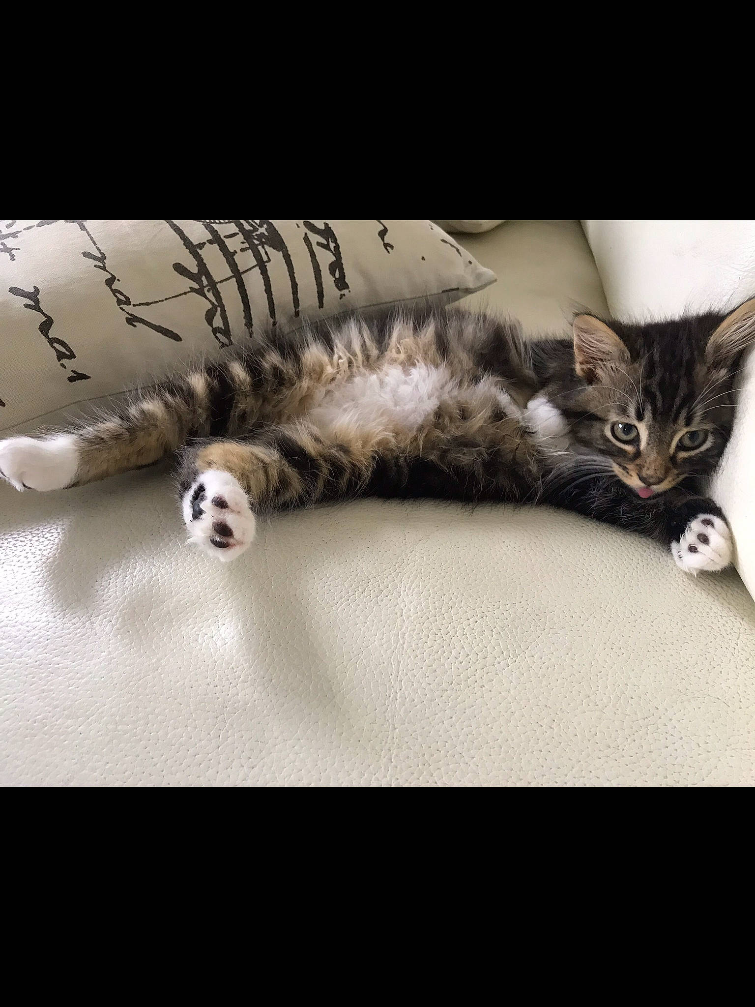 Rio a rejoint le concours — aidez-le/la à gagner de superbes lots ! carnivore, cat, domestic_short_haired_cat, felidae, fur, kitten, organism, paw, pet_supply, small_to_medium_sized_cats, snout, tail, terrestrial_animal, vertebrate, whiskers