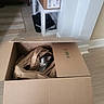 cat, cardboard_box, paper, indoor, floor, packing_material, curious, pet, home, furniture, sneaky, animal, domestic, cozy, box, kitten, curiosity, playful, sitting, light
