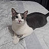 Weasley is registered to the contest to win money with this photo: cat, pet, animal, indoor, bed, fur, white, gray, cute, lying_down, looking, curious, whiskers, ears, eyes, tail, domestic, cozy, soft_light, bedspread