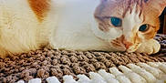 Jose Luis is registered to the contest to win money with this photo: animal, cat, close_up, cozy, cute, domestic_cat, feline, fur, ginger_cat, indoor, knitted_blanket, lying_down, pet, portrait, relaxed, resting, soft_light, texture, whiskers, white_cat