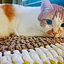 animal, cat, close_up, cozy, cute, domestic_cat, feline, fur, ginger_cat, indoor, knitted_blanket, lying_down, pet, portrait, relaxed, resting, soft_light, texture, whiskers, white_cat