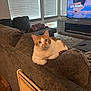 animated_show, carpet, cat, cat_scratcher, couch, cozy, curious, daylight, domestic_cat, furniture, indoor, living_room, orange_and_white_cat, pet, plaid_blanket, relaxing, remote_control, tv, window_blinds, wooden_floor