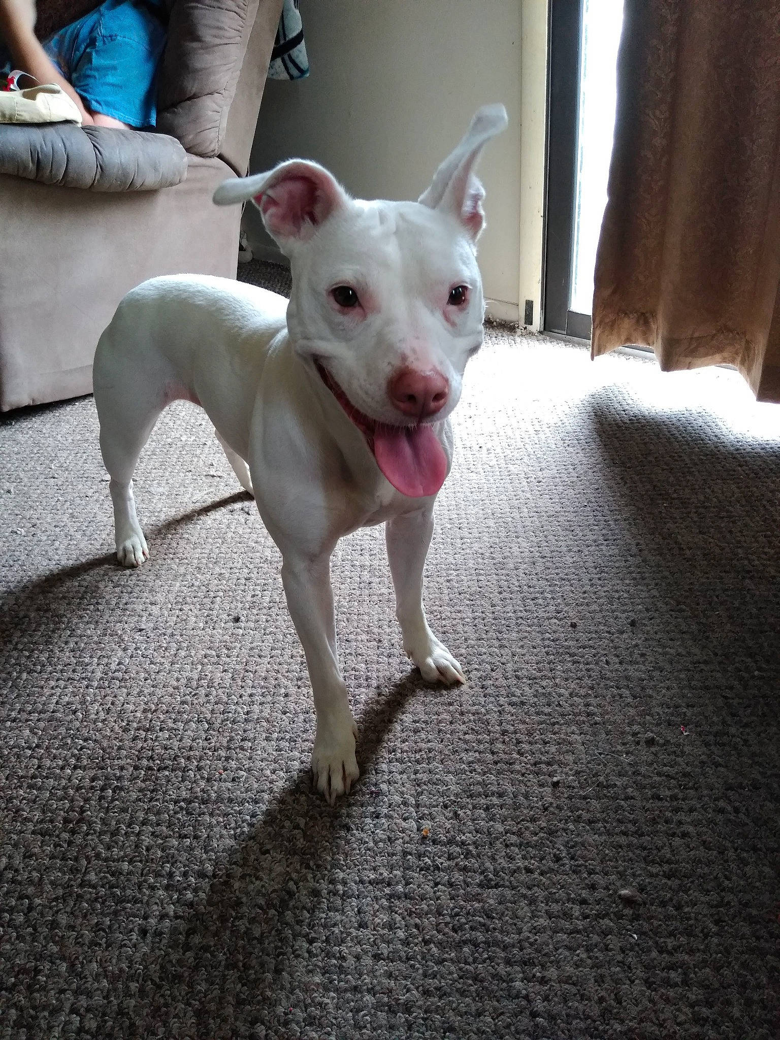 Bella is registered to the contest to win money with this photo: american_pit_bull_terrier, bull_and_terrier, bull_terrier, canidae, carnivore, dog, dog_breed, fawn, gull_terr, mammal, non_sporting_group, old_english_terrier, pit_bull, rare_breed_dog, snout, tail, vertebrate