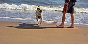 Ezra is registered to the contest to win money with this photo: dog, man, beach, sand, ocean, waves, leash, barefoot, sunny, sky, water, pet, running, casual_clothing, cap, outdoor, shoreline, happy, animal, vacation